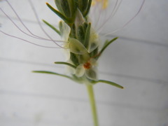 Plantago helleri