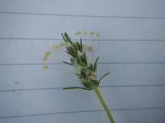 Plantago helleri