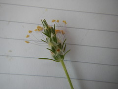Plantago helleri