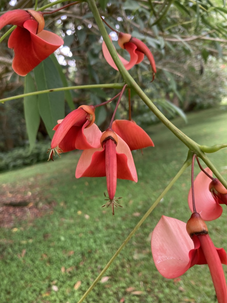 Coral trees from Gwydir Ave, North Turramurra, NSW, AU on January 14 ...