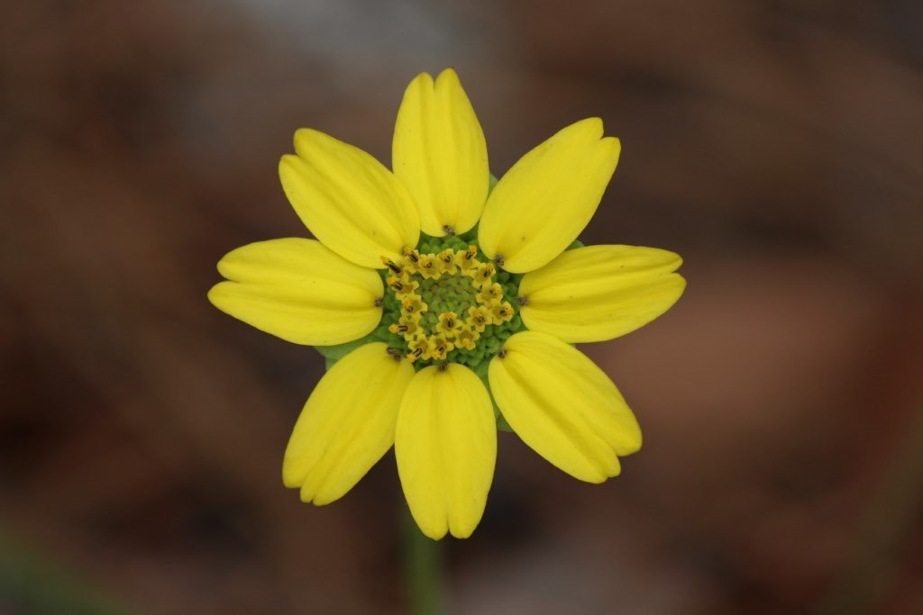 Berlandiera subacaulis