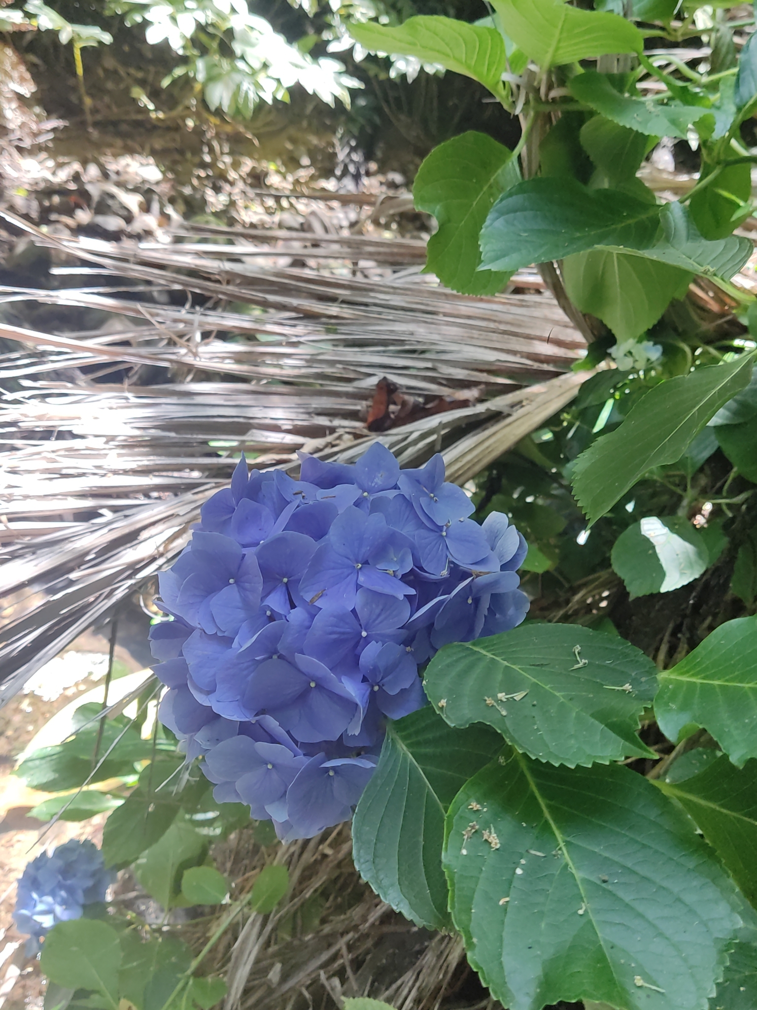 Imagem de Hortênsia