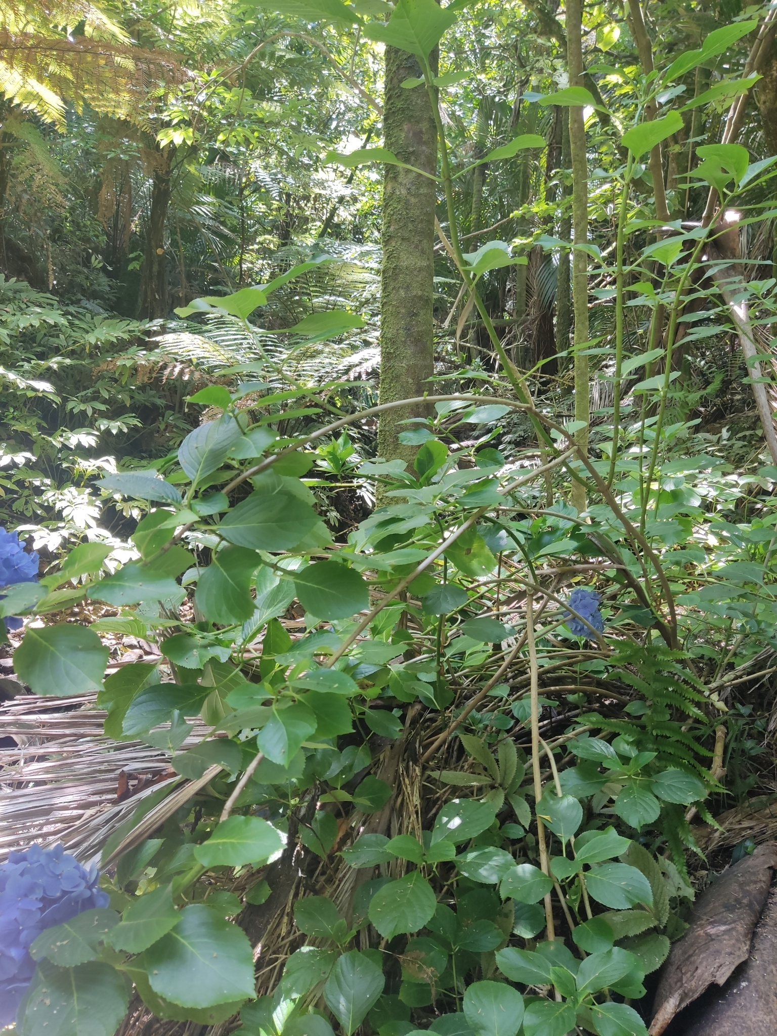 Imagem de Hortênsia