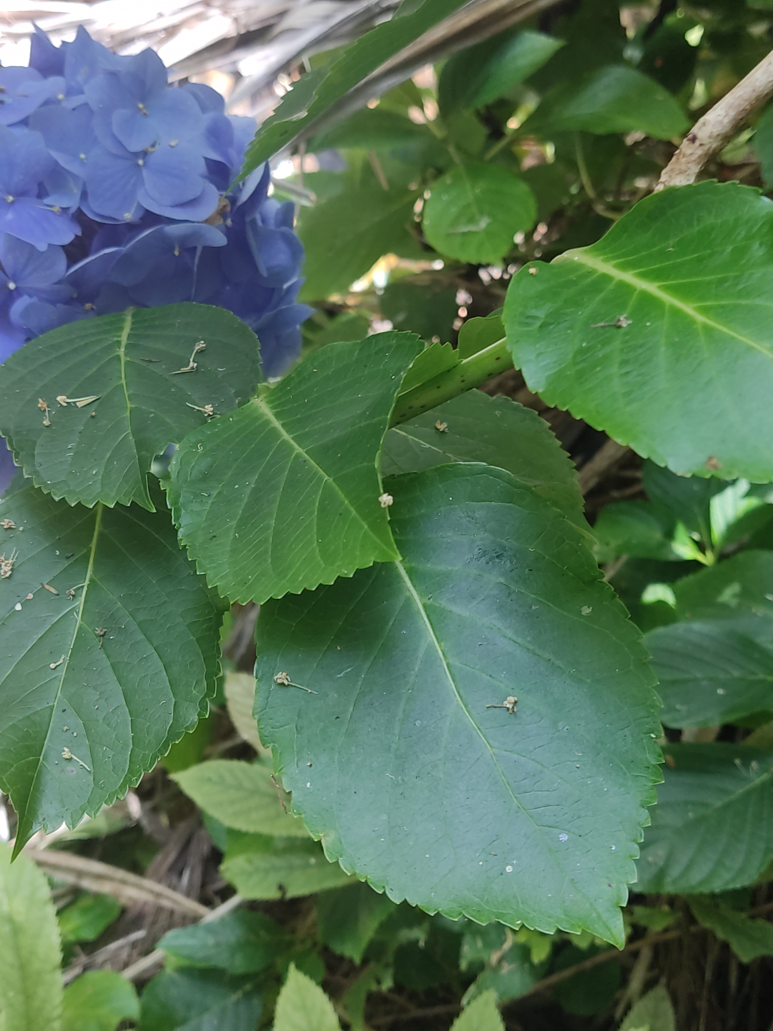 Imagem de Hortênsia