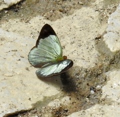Dynamine chryseis