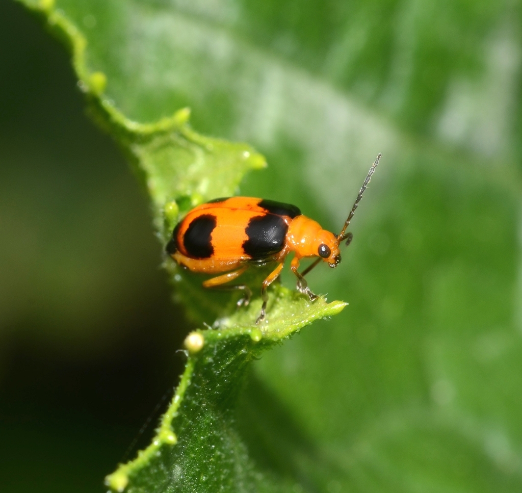 Aulacophora hilaris from Burra NSW 2620, Australia on January 8, 2024 ...