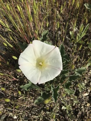 Calystegia collina
