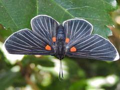 Melanis acroleuca acroleuca