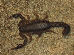 Vaejovis carolinianus