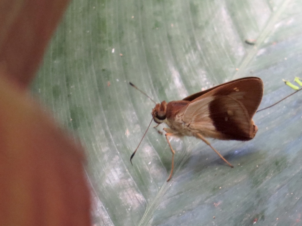 Calpodes from Jardim Botânico, Porto Alegre, RS, BR on February 7, 2015 ...