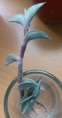 Callisia navicularis