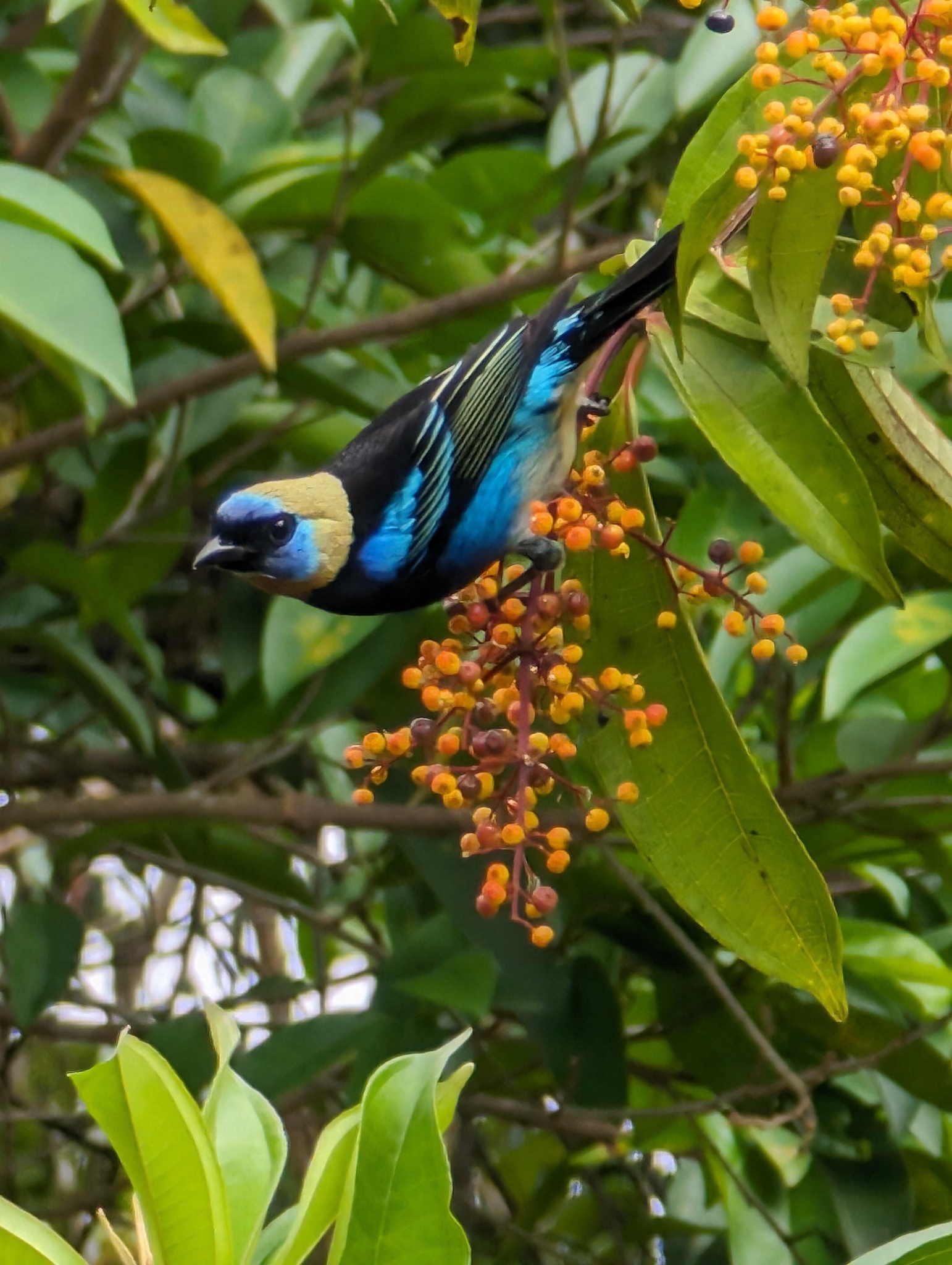 Golden-hooded Tanager illustration