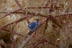 Cystiscus