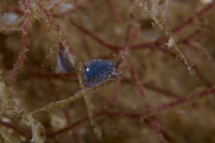 Cystiscus