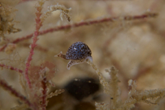 Cystiscus