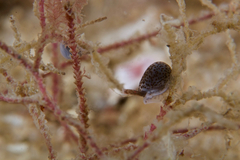Cystiscus