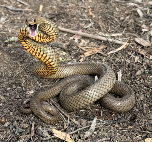 Eastern Brown Snake, South Australia, AU, photo 10 of 10