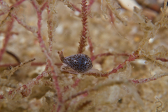 Cystiscus
