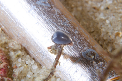 Cystiscus