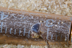 Cystiscus