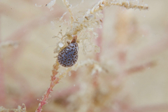 Cystiscus
