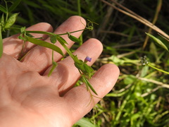 Lathyrus pusillus