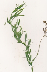 Lathyrus pusillus