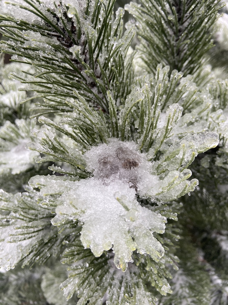 Conifers In January 2024 By Andrea Wuenschel INaturalist   Large 