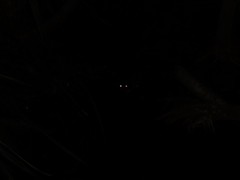 Crocodylus johnstoni