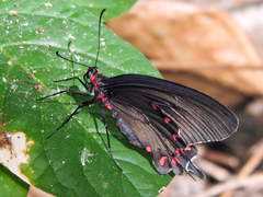 Parides montezuma