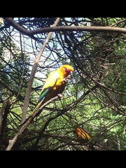 Aratinga solstitialis