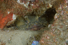 Batrachomoeus dubius