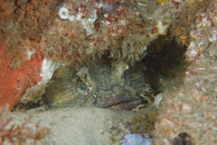 Batrachomoeus dubius