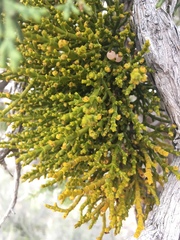 Phoradendron juniperinum
