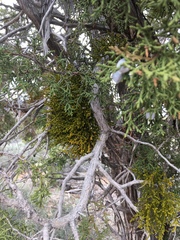 Phoradendron juniperinum