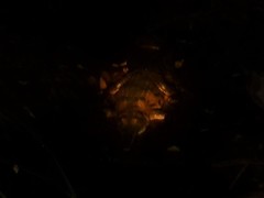 Crocodylus johnstoni