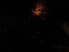 Crocodylus johnstoni