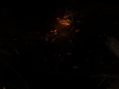 Crocodylus johnstoni