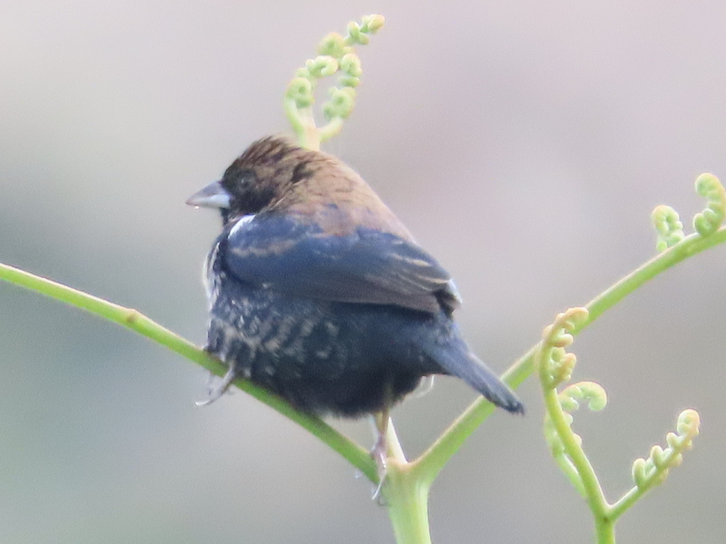 Blue Black Grassquit From Jaramillo Provincia De Chiriqu Panam On   Large 