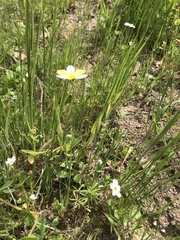 Hesperomecon linearis
