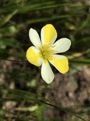 Hesperomecon linearis