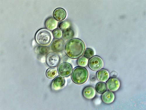 Cyanidiophytina