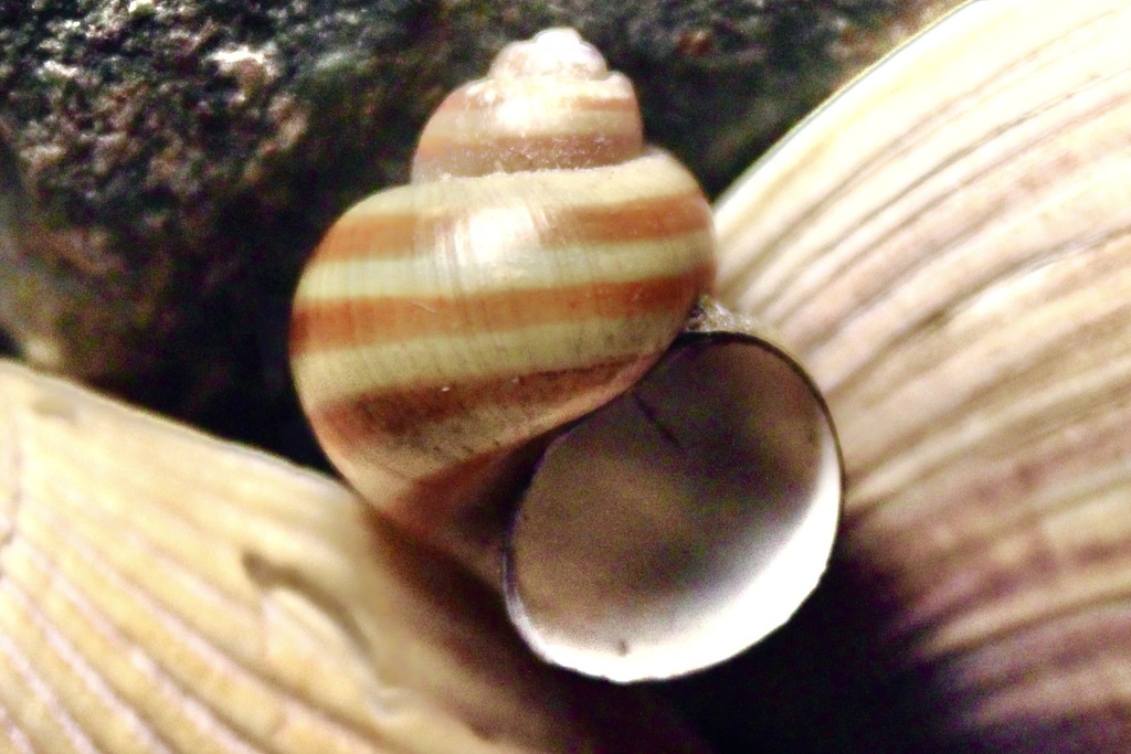 Banded Apple Snail