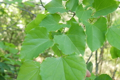 Cercis canadensis texensis