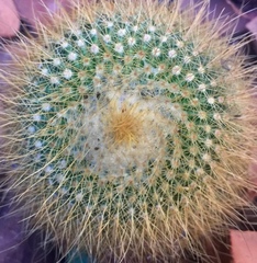 Parodia
