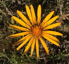 Trichocline humilis
