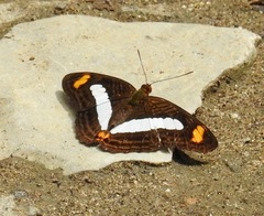 Adelpha iphiclus iphiclus