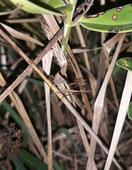 Conocephalus albescens