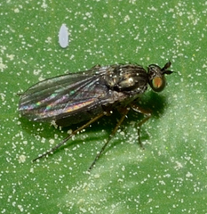 Dolichopodidae