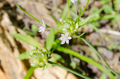 Allium canadense canadense